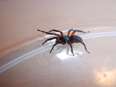 Gnaphosa bicolor