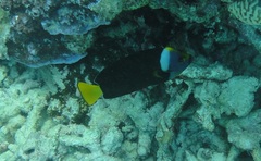 Chaetodontoplus meredithi