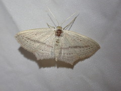 Scopula emutaria