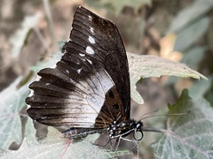 Papilio echerioides