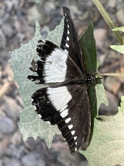 Papilio echerioides