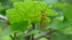 Limonia nigropunctata