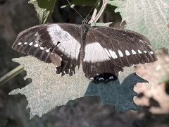 Papilio echerioides