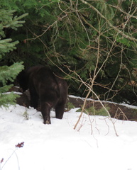 Ursus americanus