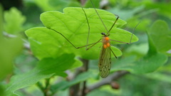 Limonia nigropunctata