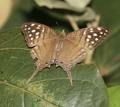 Marpesia merops