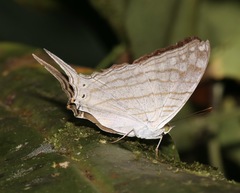 Marpesia merops