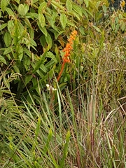 Sinningia allagophylla