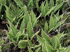 Dicranopteris nervosa
