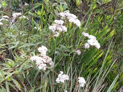 Grazielia serrata