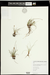 Carex simpliciuscula