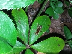 Hemiandrus pallitarsis