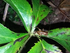 Hemiandrus pallitarsis