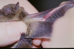 Pipistrellus nathusii