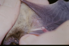 Pipistrellus nathusii