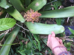 Aechmea caudata