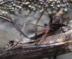 Rhamphomyia crassirostris