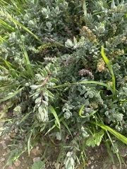 Extriplex californica