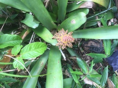 Aechmea caudata