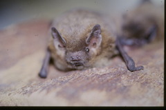 Pipistrellus nathusii