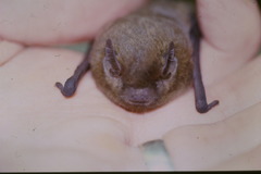 Pipistrellus nathusii