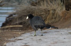 Fulica americana
