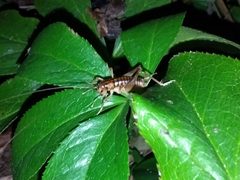 Hemiandrus pallitarsis