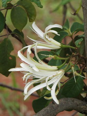 Spiranthera odoratissima