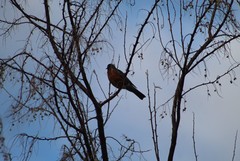 Turdus migratorius
