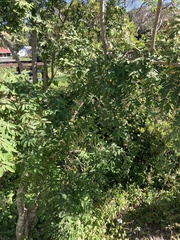 Euphorbia olowaluana