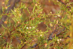Acacia gonophylla