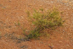 Acacia gonophylla