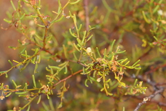 Acacia gonophylla