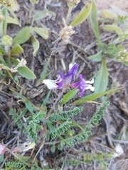 Astragalus lindheimeri