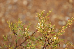 Acacia gonophylla
