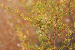 Acacia gonophylla