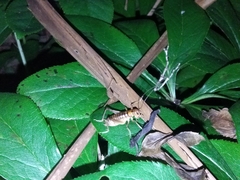 Hemiandrus pallitarsis