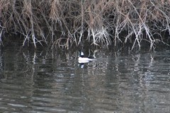 Bucephala albeola