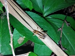 Hemiandrus pallitarsis