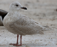 Larus glaucoides
