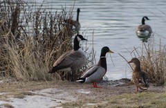 Branta canadensis