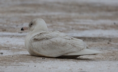 Larus hyperboreus