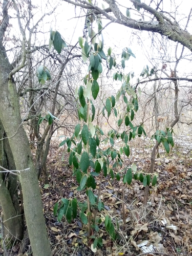 Viburnum rhytidophyllum