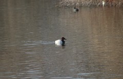 Aythya valisineria