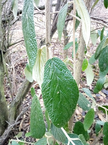 Viburnum rhytidophyllum