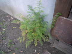 Asparagus tenuifolius