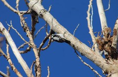 Dryobates pubescens