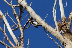 Dryobates pubescens