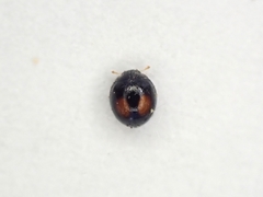 Serangium maculigerum