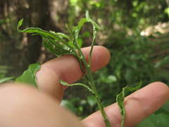 Aceria melicyti